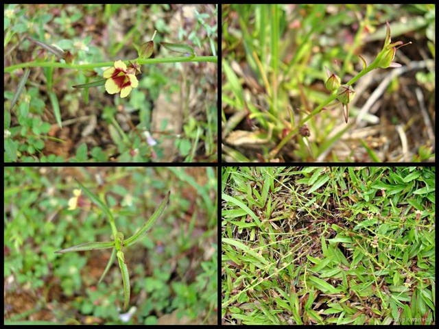 Centranthera tranquebarica•&copy; Ong Kwan Han•All Rights Reserved