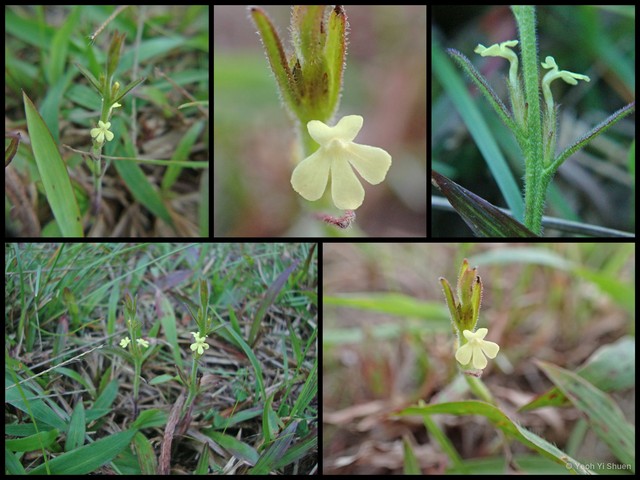 Striga asiatica•&copy; Yeoh Yi Shuen•All Rights Reserved