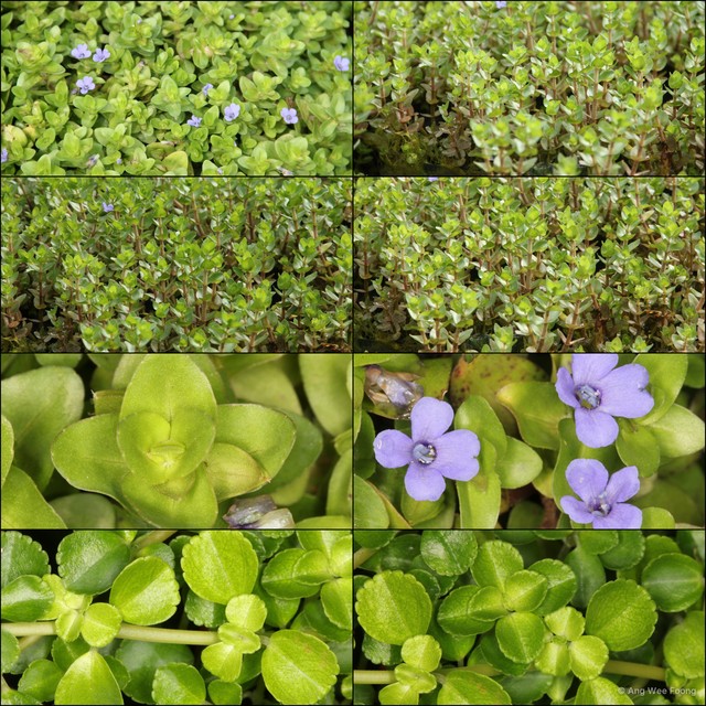 Bacopa caroliniana•&copy; Ang Wee Foong•All Rights Reserved