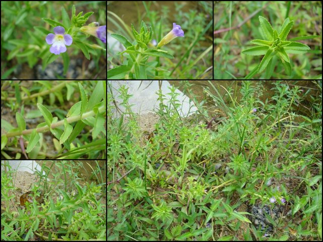 Limnophila aromatica•&copy; Ong Kwan Han•All Rights Reserved