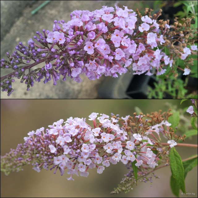 Buddleja asiatica•&copy; Cerlin Ng•All Rights Reserved