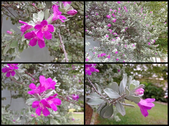 Leucophyllum frutescens•&copy; Yeoh Yi Shuen•All Rights Reserved