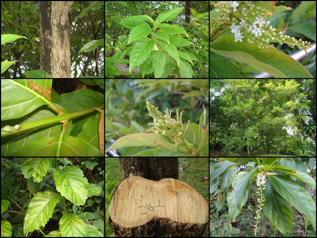 Citharexylum spinosum•&copy; Ong Kwan Han•All Rights Reserved