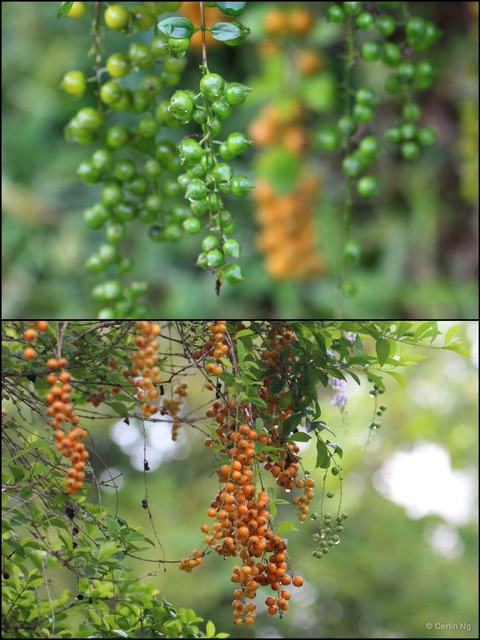Duranta erecta•&copy; Cerlin Ng•All Rights Reserved