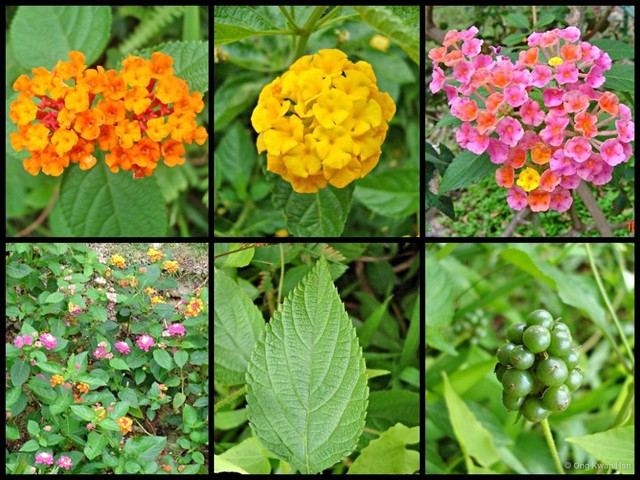 Lantana camara•&copy; Ong Kwan Han•All Rights Reserved