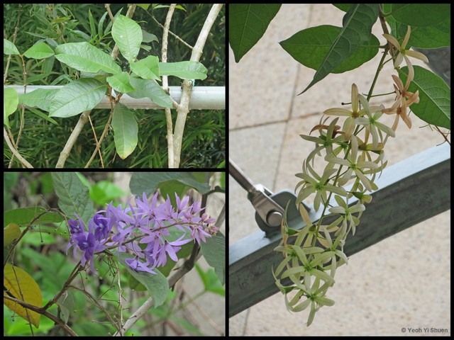 Petrea volubilis•&copy; Yeoh Yi Shuen•All Rights Reserved