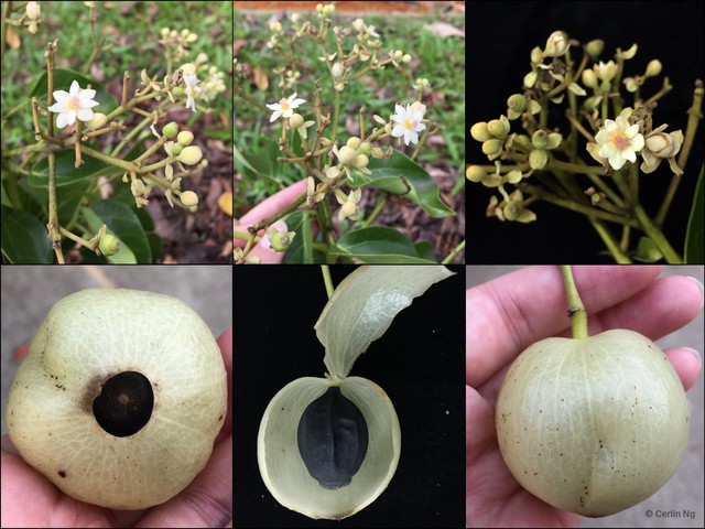 Hernandia nymphaeifolia•&copy; Cerlin Ng•All Rights Reserved