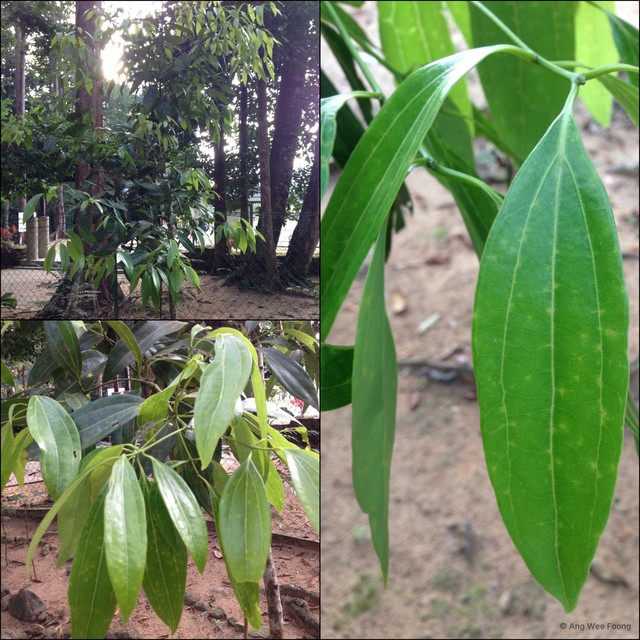 Cinnamomum aromaticum•&copy; Ang Wee Foong•All Rights Reserved