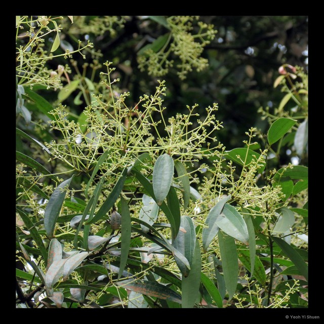 Cinnamomum iners•&copy; Yeoh Yi Shuen•All Rights Reserved
