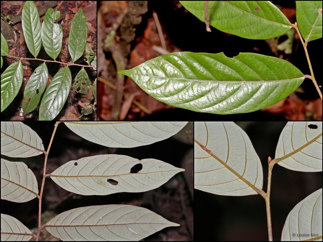 Cryptocarya ferrea•&copy; Louise Neo•All Rights Reserved