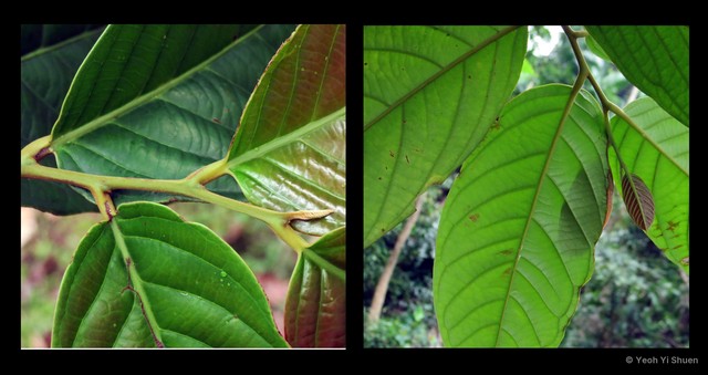 Endiandra longipedicellata•&copy; Yeoh Yi Shuen•All Rights Reserved