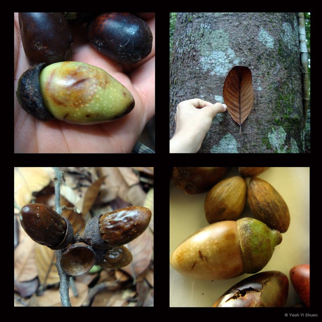 Litsea castanea•&copy; Yeoh Yi Shuen•All Rights Reserved