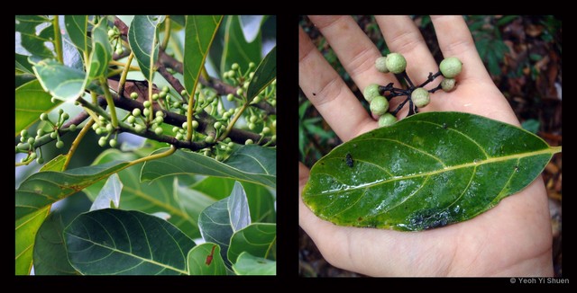 Litsea elliptica•&copy; Yeoh Yi Shuen•All Rights Reserved