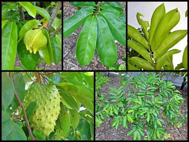 Annona muricata•&copy; Ong Kwan Han•All Rights Reserved