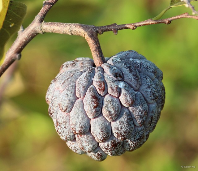 Annona reticulata•&copy; Cerlin Ng•All Rights Reserved