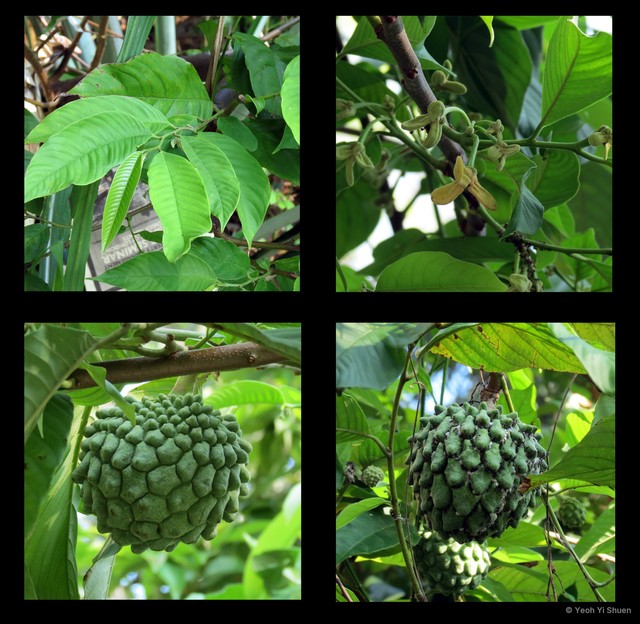 Annona squamosa•&copy; Yeoh Yi Shuen•All Rights Reserved