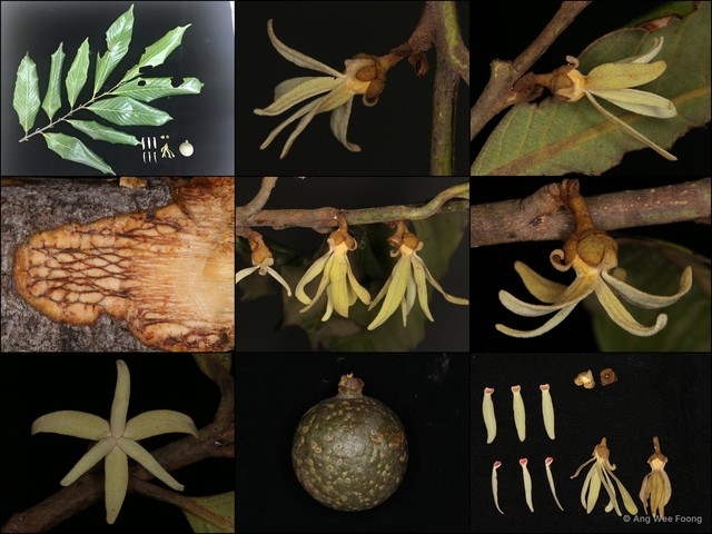 Cyathocalyx sumatranus•&copy; Ang Wee Foong•All Rights Reserved