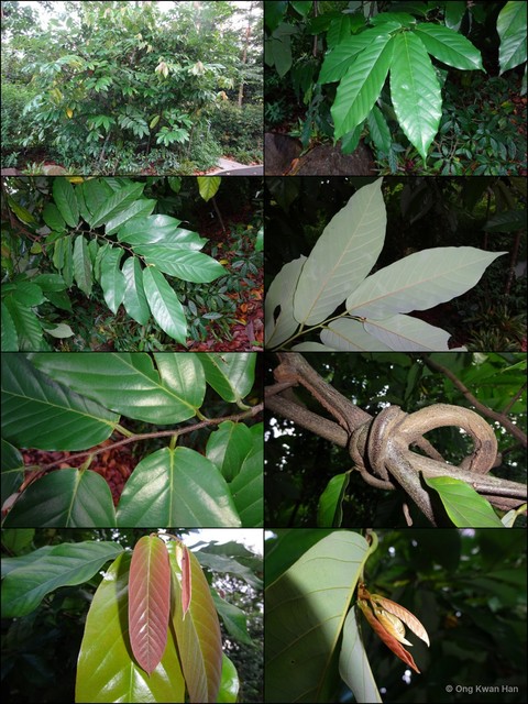 Desmos chinensis•&copy; Ong Kwan Han•All Rights Reserved