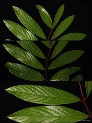 Fissistigma lanuginosum