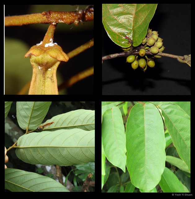 Friesodielsia borneensis•&copy; Yeoh Yi Shuen•All Rights Reserved