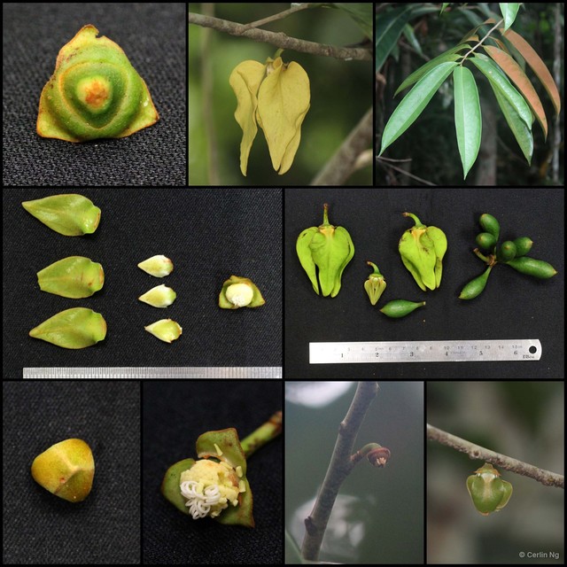 Goniothalamus malayanus•&copy; Cerlin Ng•All Rights Reserved