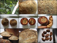 Monocarpia marginalis (Scheff.) J.Sinclair