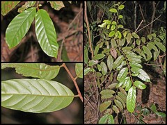 Phaeanthus ophthalmicus•&copy; Louise Neo•All Rights Reserved
