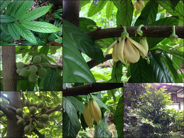 Polyalthia rumphii•&copy; Ang Wee Foong•All Rights Reserved