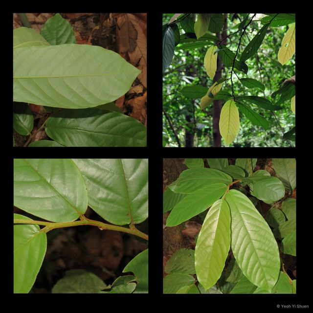 Popowia tomentosa•&copy; Yeoh Yi Shuen•All Rights Reserved