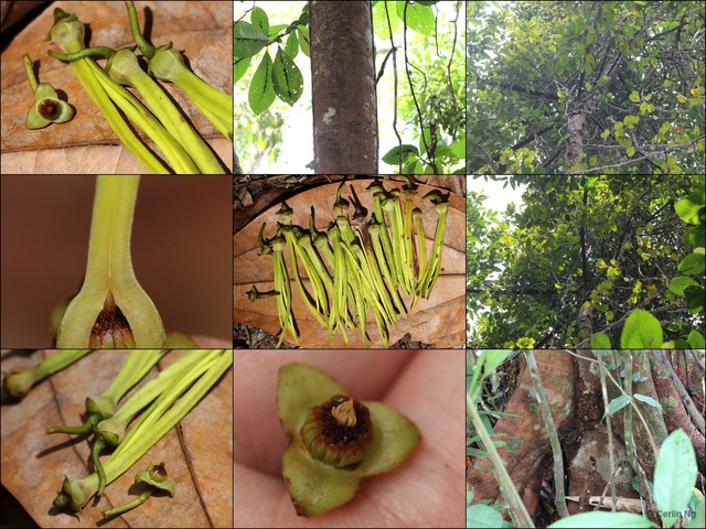 Xylopia magna•&copy; Cerlin Ng•All Rights Reserved