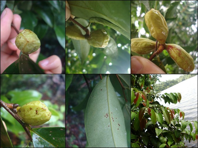 Xylopia malayana•&copy; Yeoh Yi Shuen•All Rights Reserved