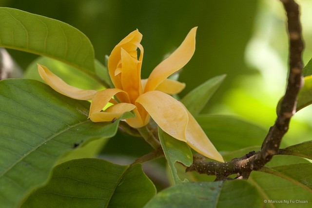 Magnolia champaca•&copy; Marcus Ng Fu Chuan•All Rights Reserved