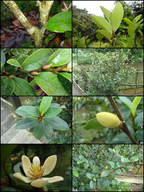 Magnolia figo•&copy; Ong Kwan Han•All Rights Reserved