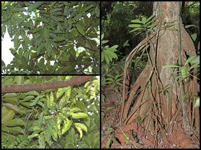 Horsfieldia polyspherula var. sumatrana•&copy; NUSBL•All Rights Reserved