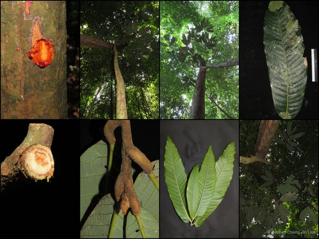 Knema furfuracea•&copy; Reuben Chong Jin Lim•All Rights Reserved