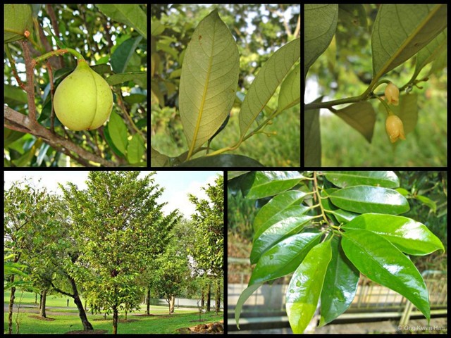 Myristica fragrans•&copy; Ong Kwan Han•All Rights Reserved