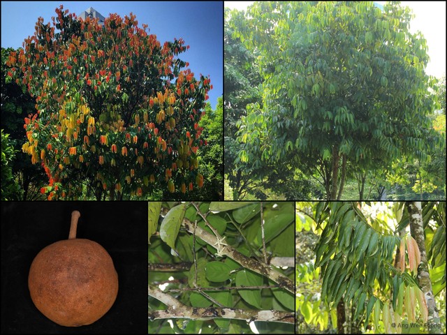 Hydnocarpus castaneus•&copy; Ang Wee Foong•All Rights Reserved
