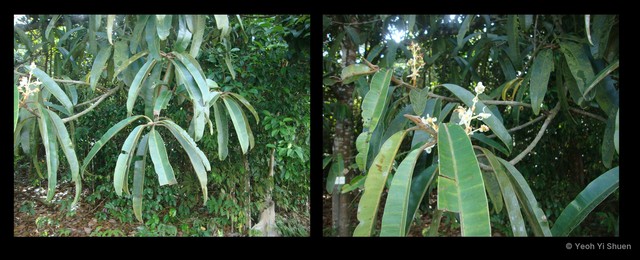 Calophyllum lanigerum var. austrocoriaceum•&copy; Yeoh Yi Shuen•All Rights Reserved