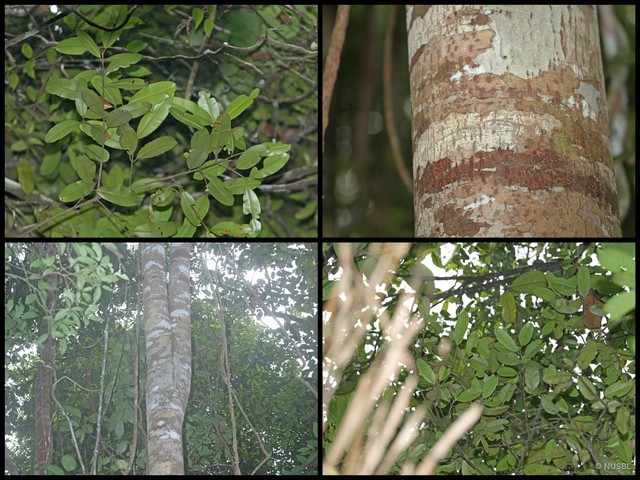 Calophyllum ferrugineum•&copy; NUSBL•All Rights Reserved