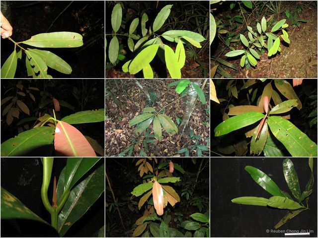 Calophyllum wallichianum var. incrassatum•&copy; Reuben Chong Jin Lim•All Rights Reserved