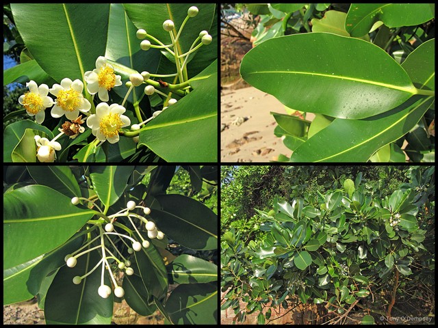 Calophyllum inophyllum•&copy; Tony O'Dempsey•All Rights Reserved