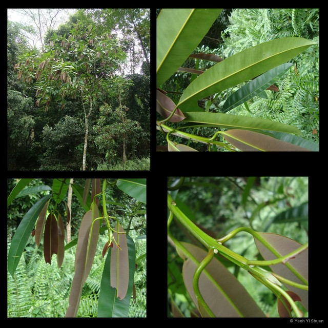 Calophyllum macrocarpum•&copy; Yeoh Yi Shuen•All Rights Reserved