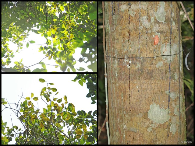 Calophyllum pulcherrimum•&copy; NUSBL•All Rights Reserved