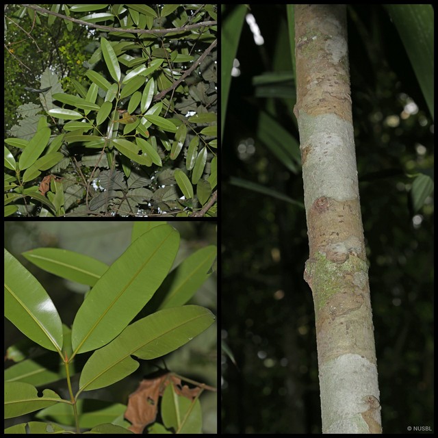 Calophyllum rufigemmatum•&copy; NUSBL•All Rights Reserved