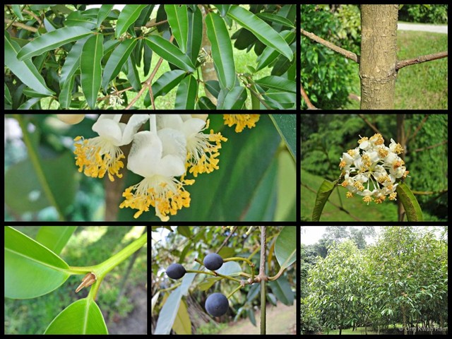 Calophyllum soulattri•&copy; Ong Kwan Han•All Rights Reserved