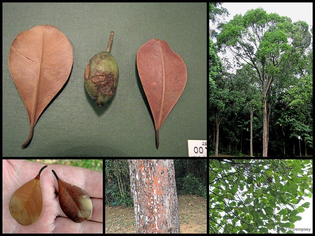 Calophyllum teysmannii•&copy; Tony O'Dempsey•All Rights Reserved