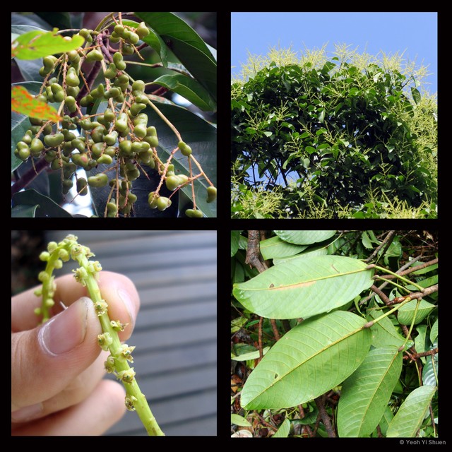 Bhesa paniculata•&copy; Yeoh Yi Shuen•All Rights Reserved