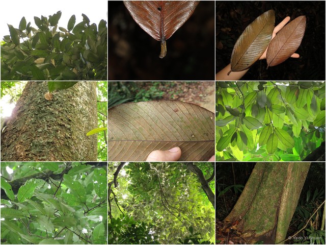 Parinari oblongifolia•&copy; Yeoh Yi Shuen•All Rights Reserved
