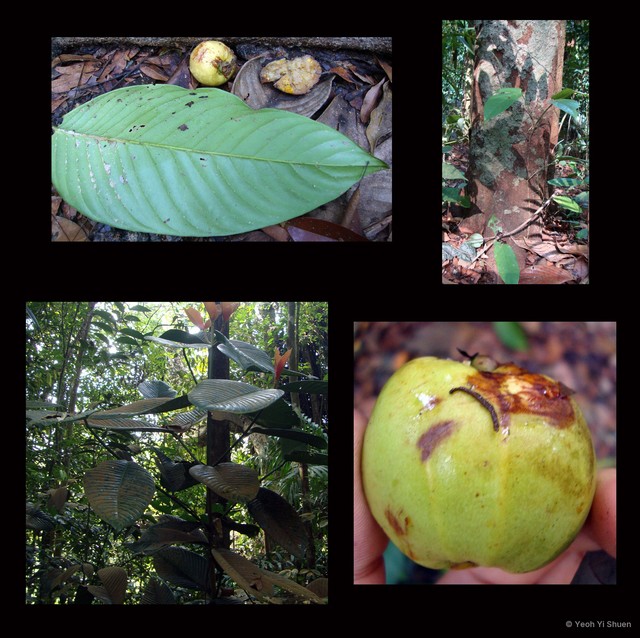 Garcinia griffithii•&copy; Yeoh Yi Shuen•All Rights Reserved
