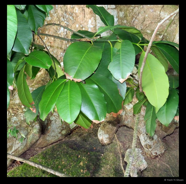 Garcinia gummi-gutta•&copy; Yeoh Yi Shuen•All Rights Reserved